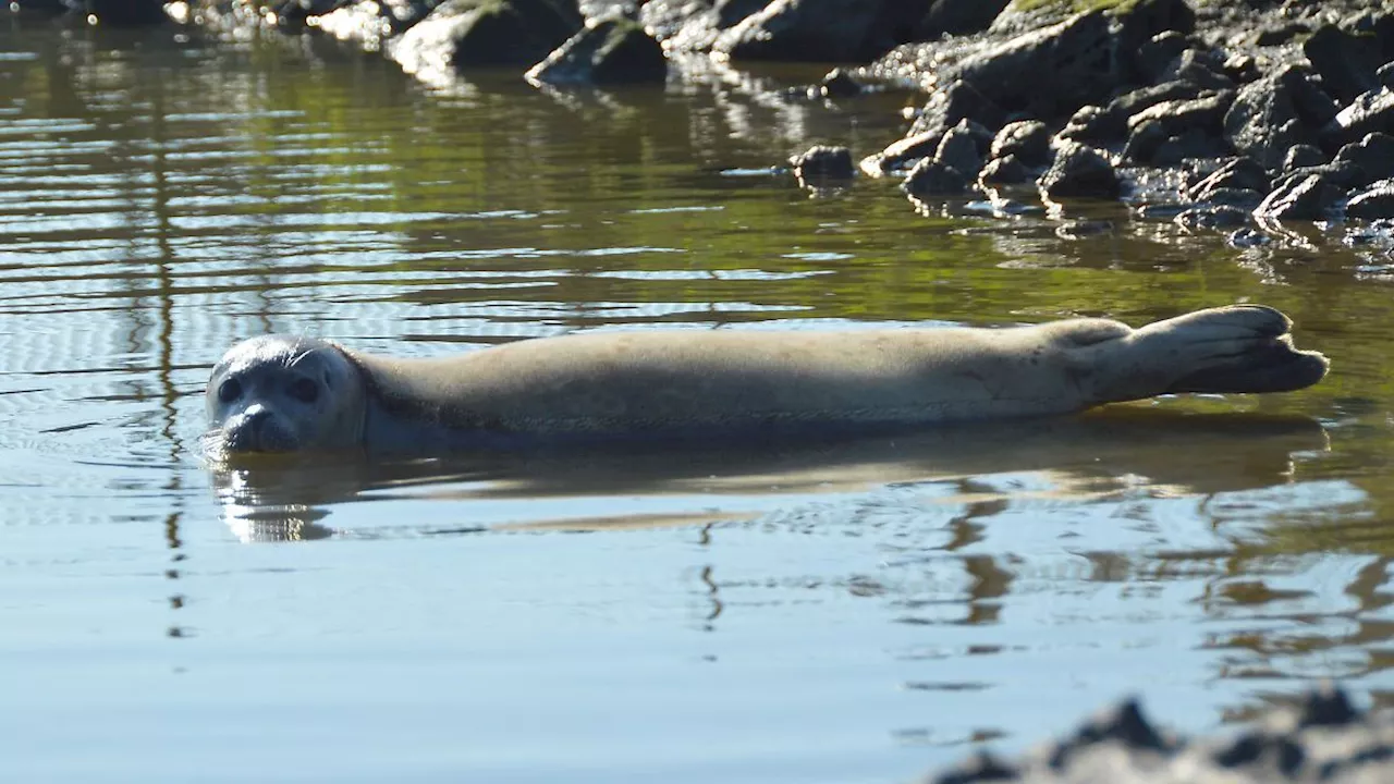 Hamburg & Schleswig-Holstein: Seehundstation wildert erste Heuler der Saison aus