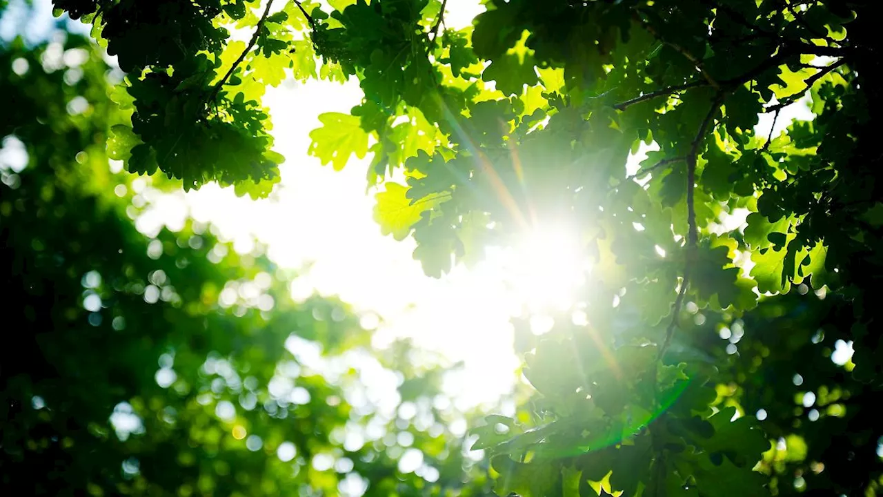 Niedersachsen & Bremen: DWD: Niedersachsen weit hinten bei Juli-Temperaturen