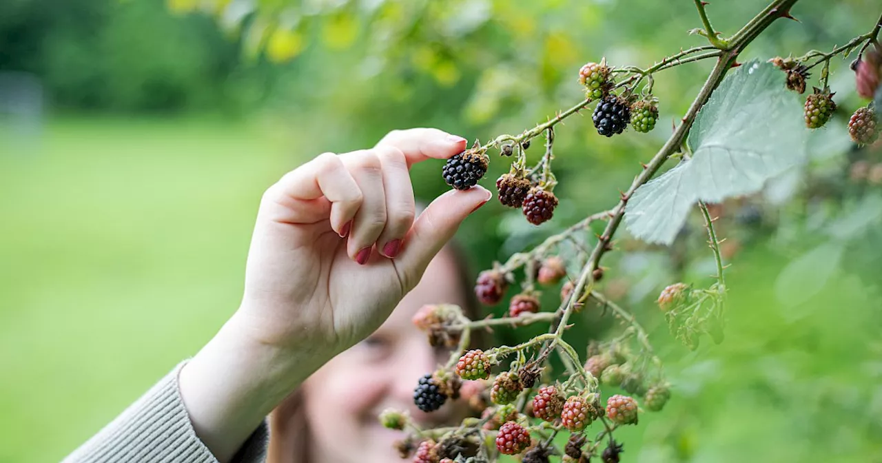 Bielefelder Obstwiesen: Hier darf jeder Himbeeren und Brombeeren legal ernten