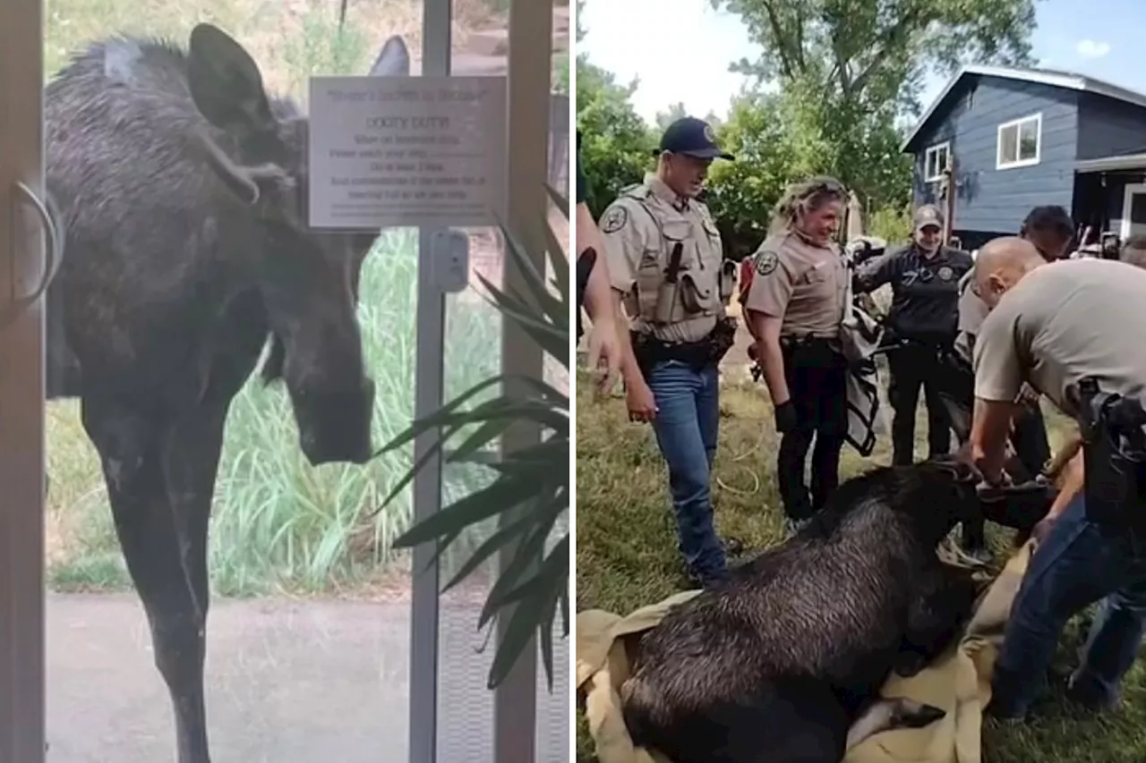 Colorado deputies remove 600-pound 'meandering' moose from resident's yard