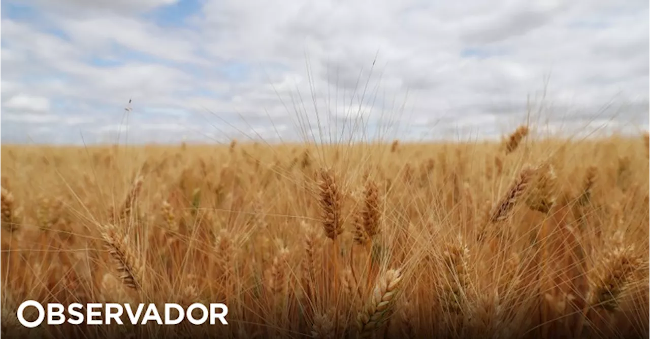 Rentabilidade dos cereais leva a quebra na área de cultivo que preocupa produtores