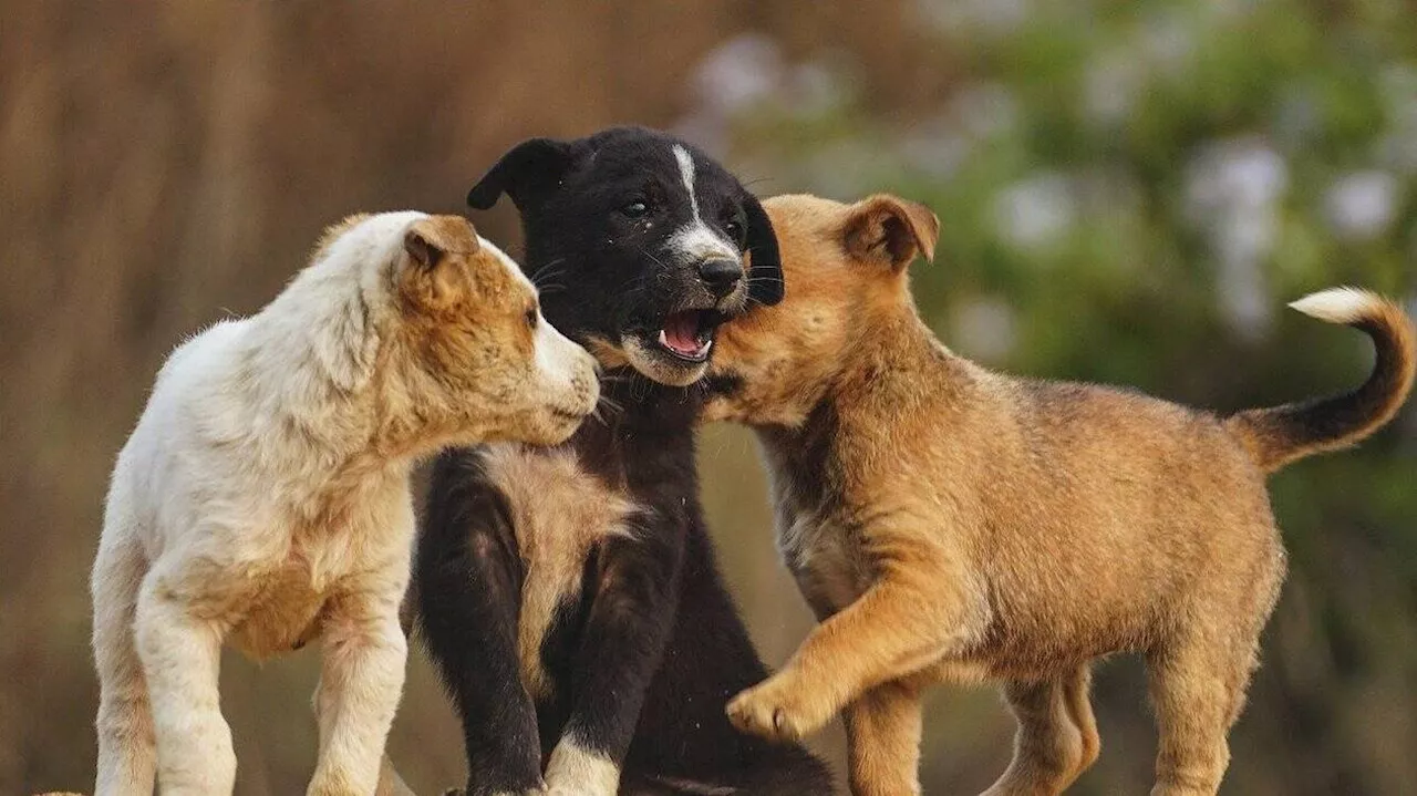 Chiens, chiots, chats… 15 animaux maltraités secourus par la police dans l’Oise