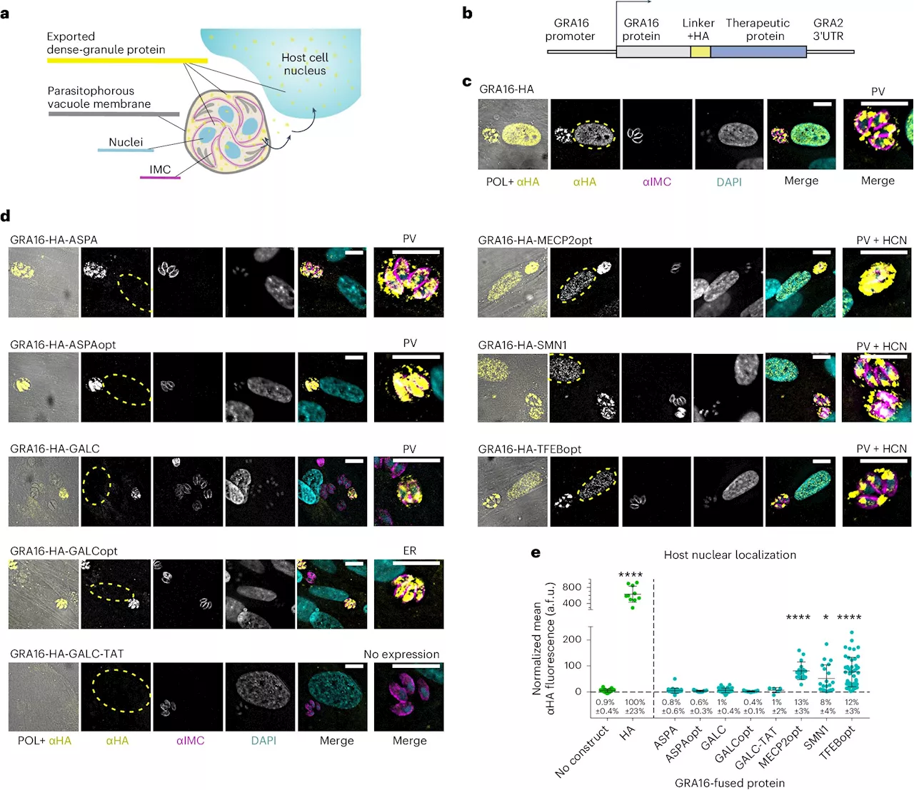 Parasite engineered to deliver therapy proteins to nerve cells