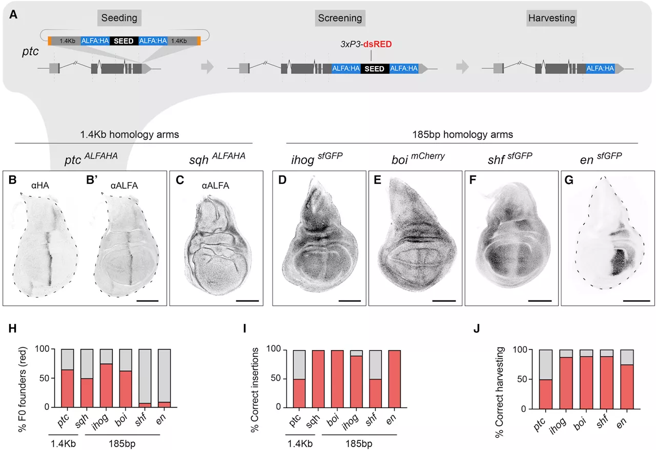 Precise genetics: New CRISPR method enables efficient DNA modification