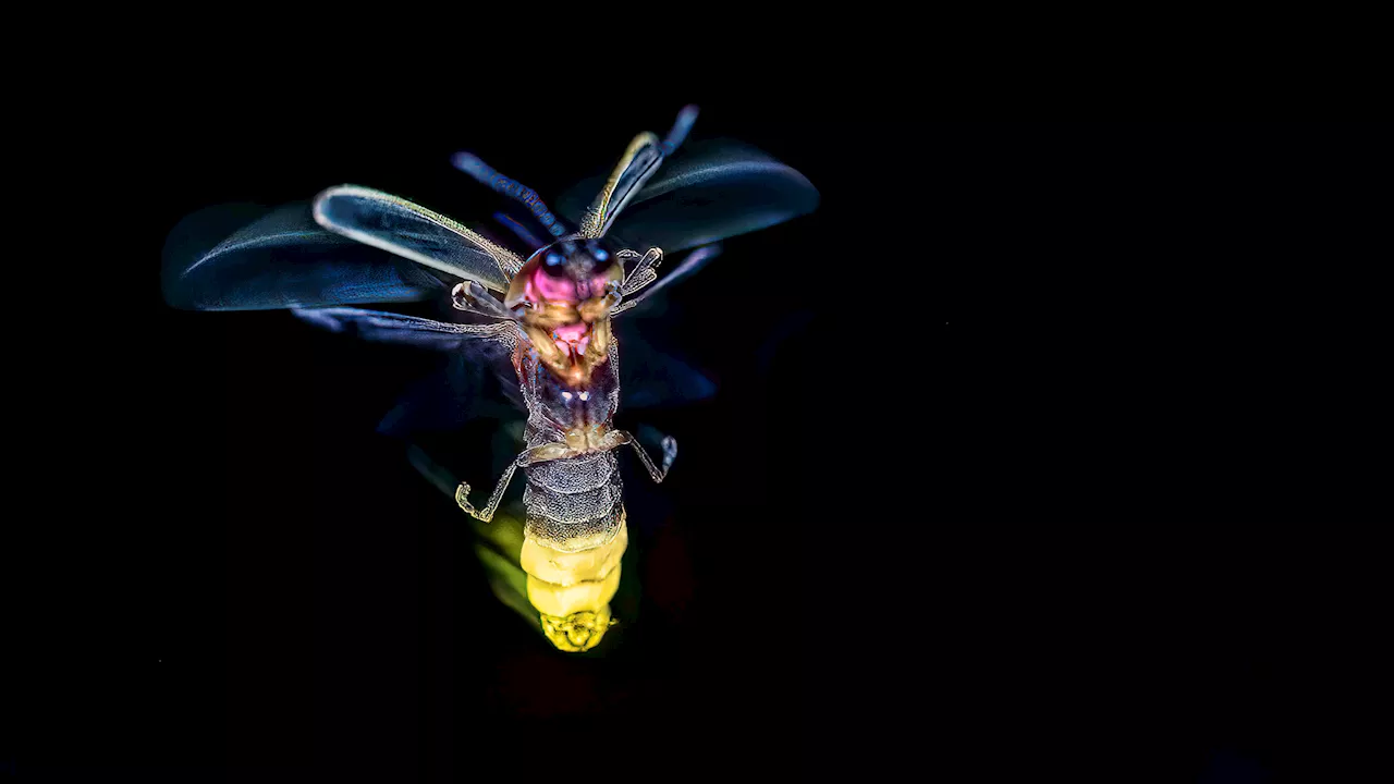 A new theory on why fireflies glow–and why they need help