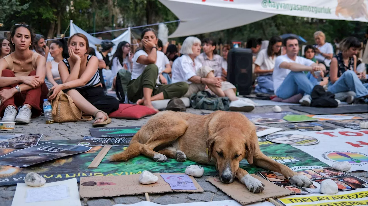 'Massacre des chiens errants': les défenseurs des animaux en Turquie n’en veulent pas