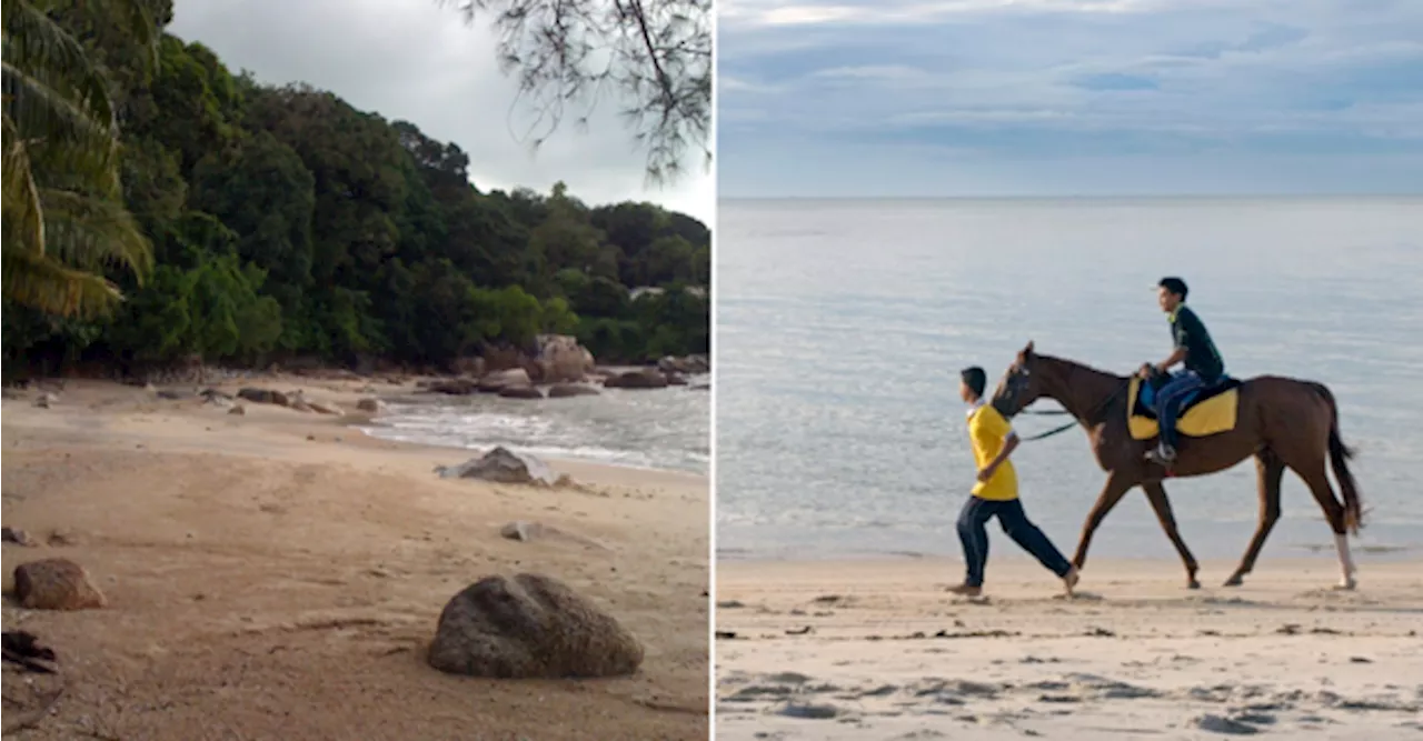 Horseback Riding Banned On Batu Ferringhi Beach Starting 1 September