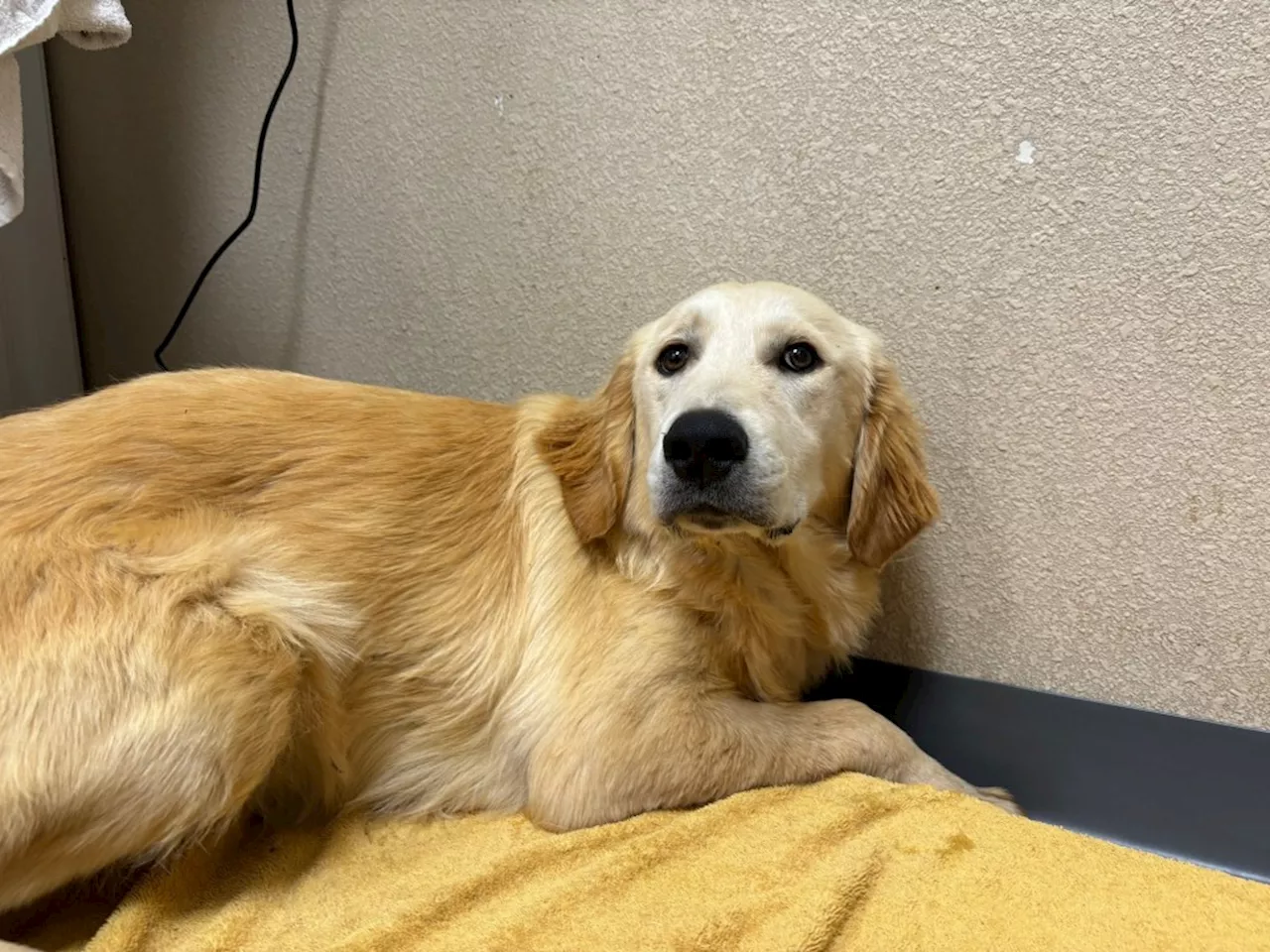 San Diego Humane Society seeks answers after two golden retrievers possibly abused