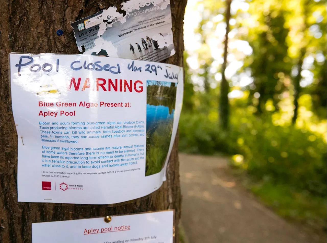 Warning after toxic blue-green algae found in Telford pool forces closure