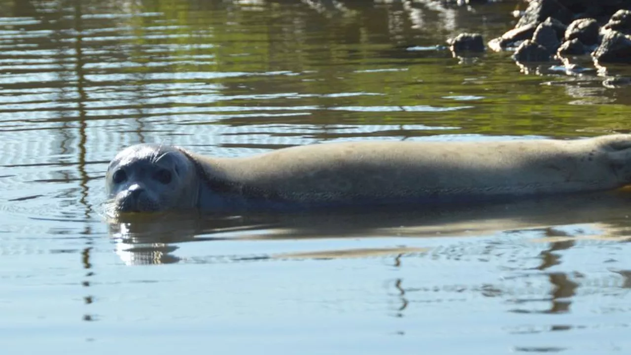 Nordsee: Seehundstation wildert erste Heuler der Saison aus