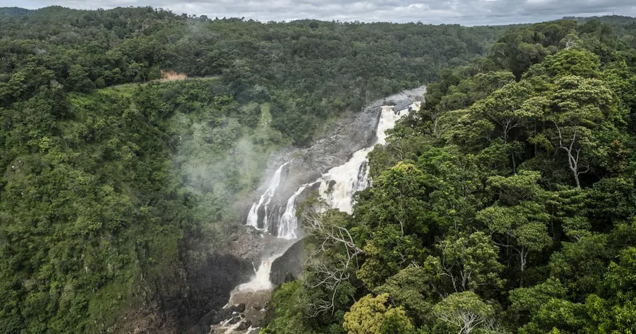 Så lyckas världens skogar rädda klimatet