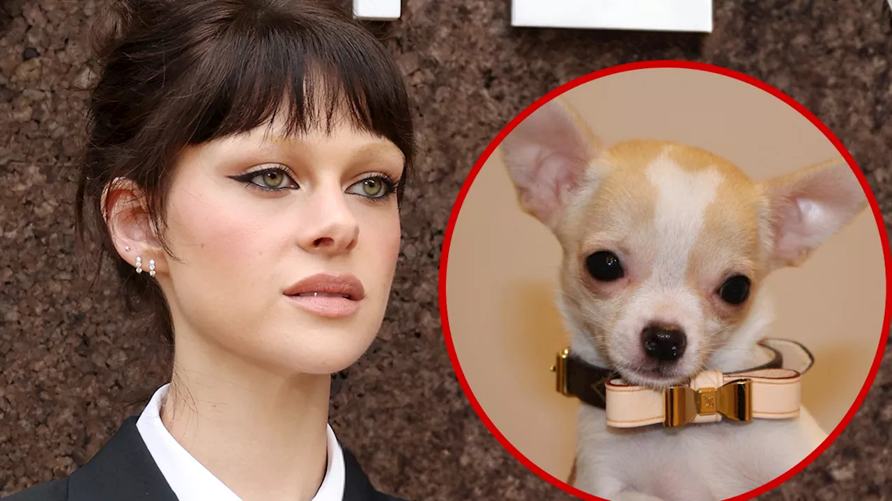 Nicola Peltz Sues Dog Groomer After Death of Chihuahua Nala