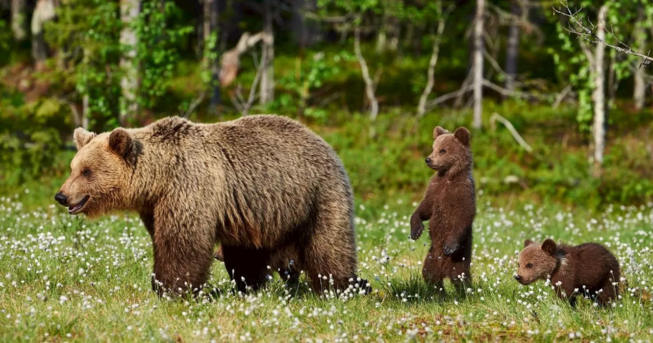 Problembärin im Trentino getötet: Tierschützer protestieren heftig