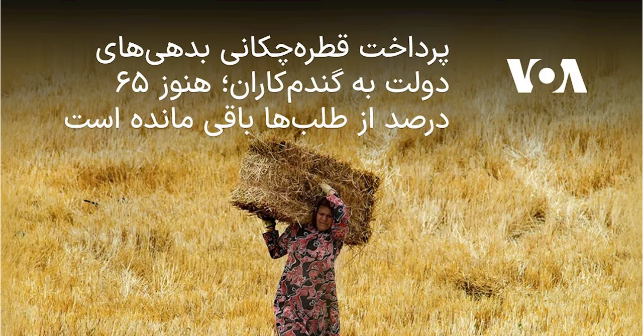 پرداخت قطره‌چکانی بدهی‌های دولت به گندم‌کاران؛ هنوز ۶۵ درصد از طلب‌ها باقی مانده است