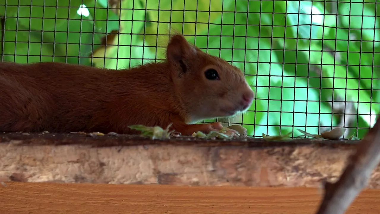 Eichhörnchen-Hilfe in Bergisch-Gladbach