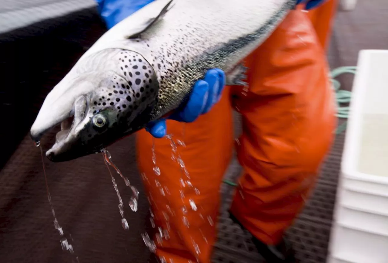 B.C. First Nations claim fish farm licences infringe upon Aboriginal fishing rights