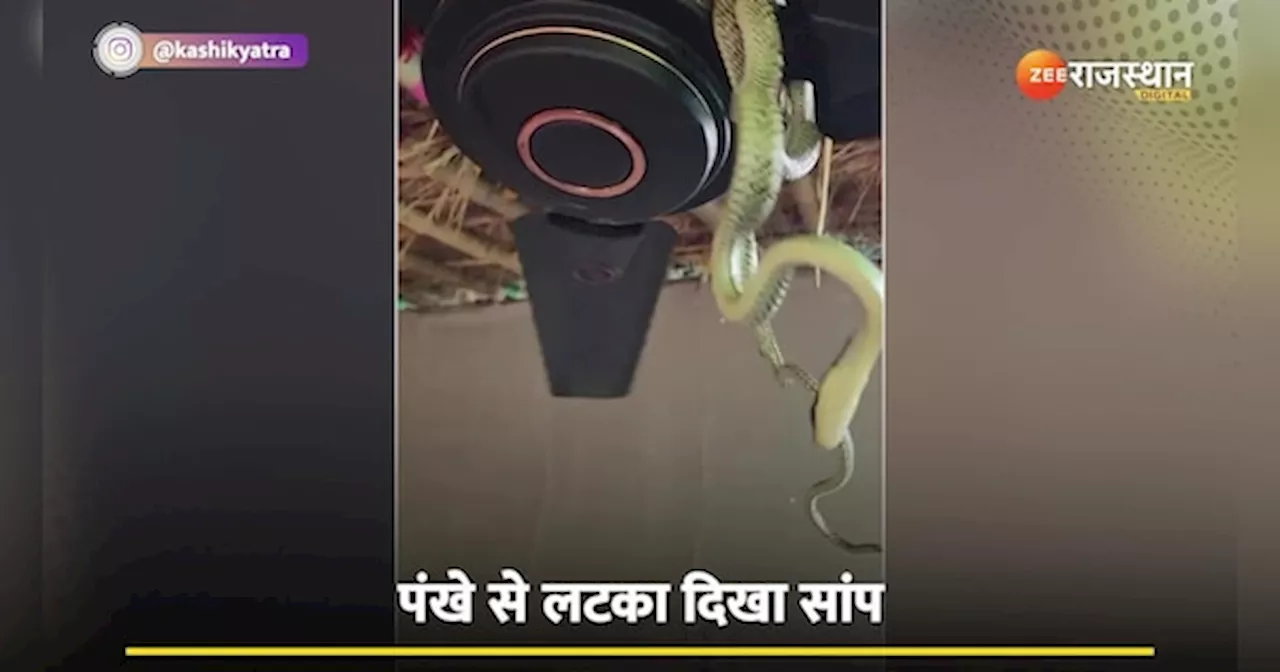 King Cobra: पंखे पर लटका मिला हरे रंग वाला सांप, लोगों की देखकर ही हुई हालत खराब