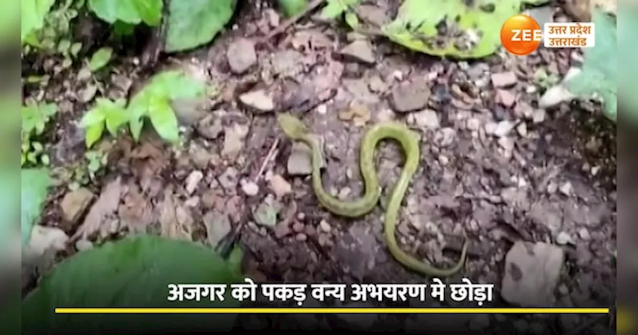 Python Video: खेत पर मुंह खोले दिखा विशालकाय अजगर, किसानों ने रेस्क्यू कर वन्य अभयरण मे छोड़ा