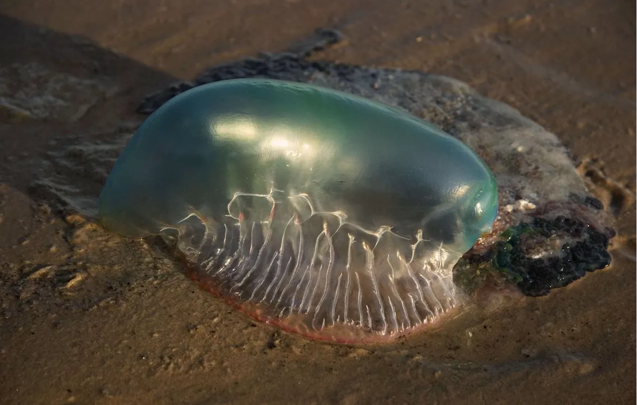 Méditerranée : C’est quoi cette fausse méduse gigantesque qui inquiète en Catalogne ?