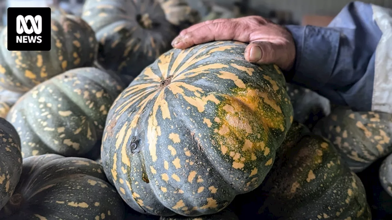 Patchy pumpkin supply means higher prices for shoppers