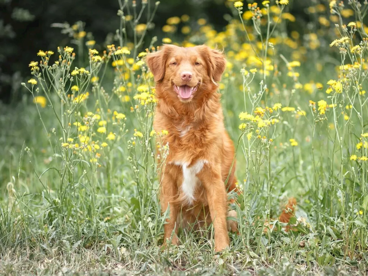 Quel est le meilleur collier antipuce pour chien à choisir en 2024 ?