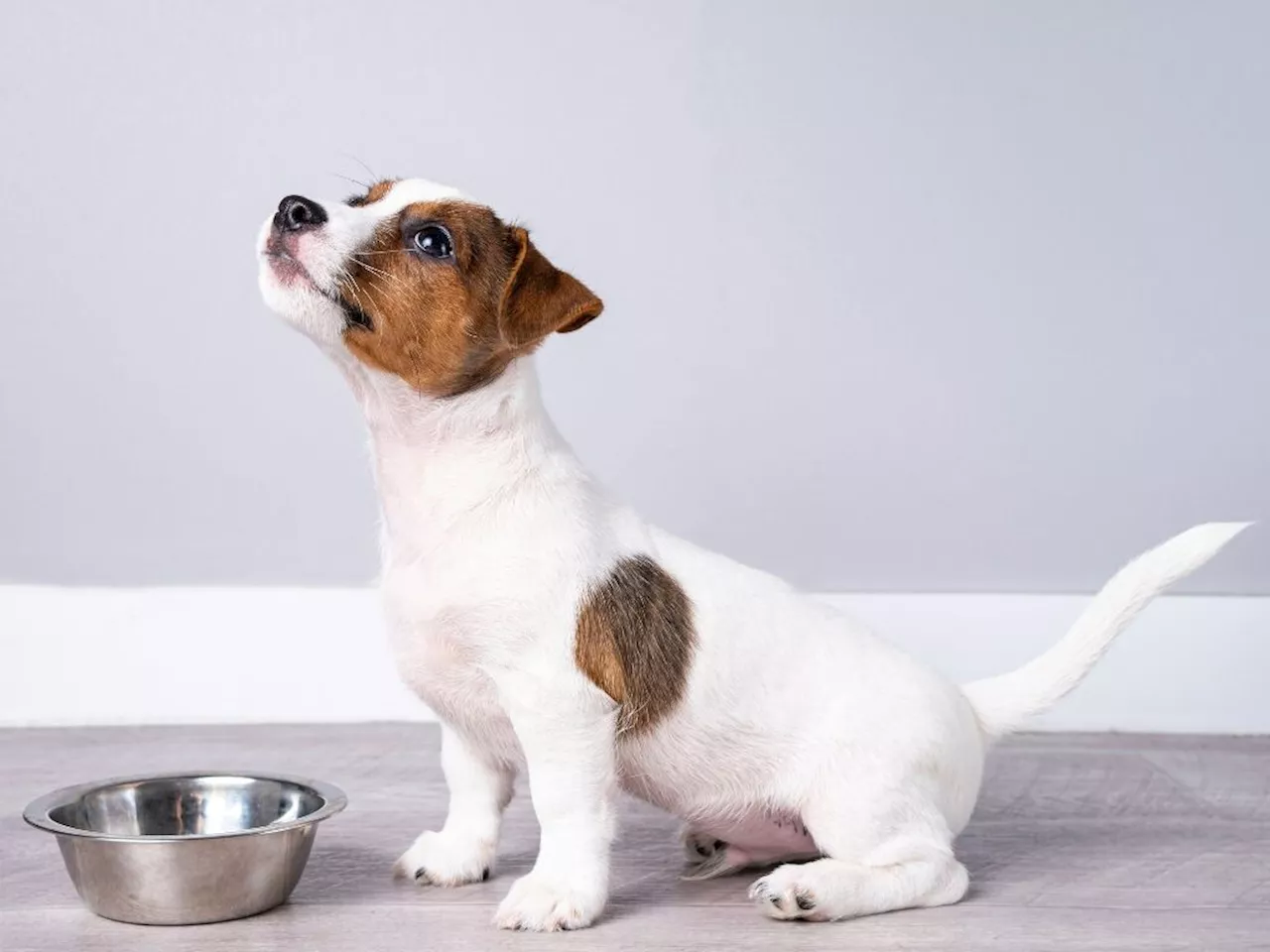 Quelles sont les meilleures croquettes pour chiot à choisir en 2024 ?