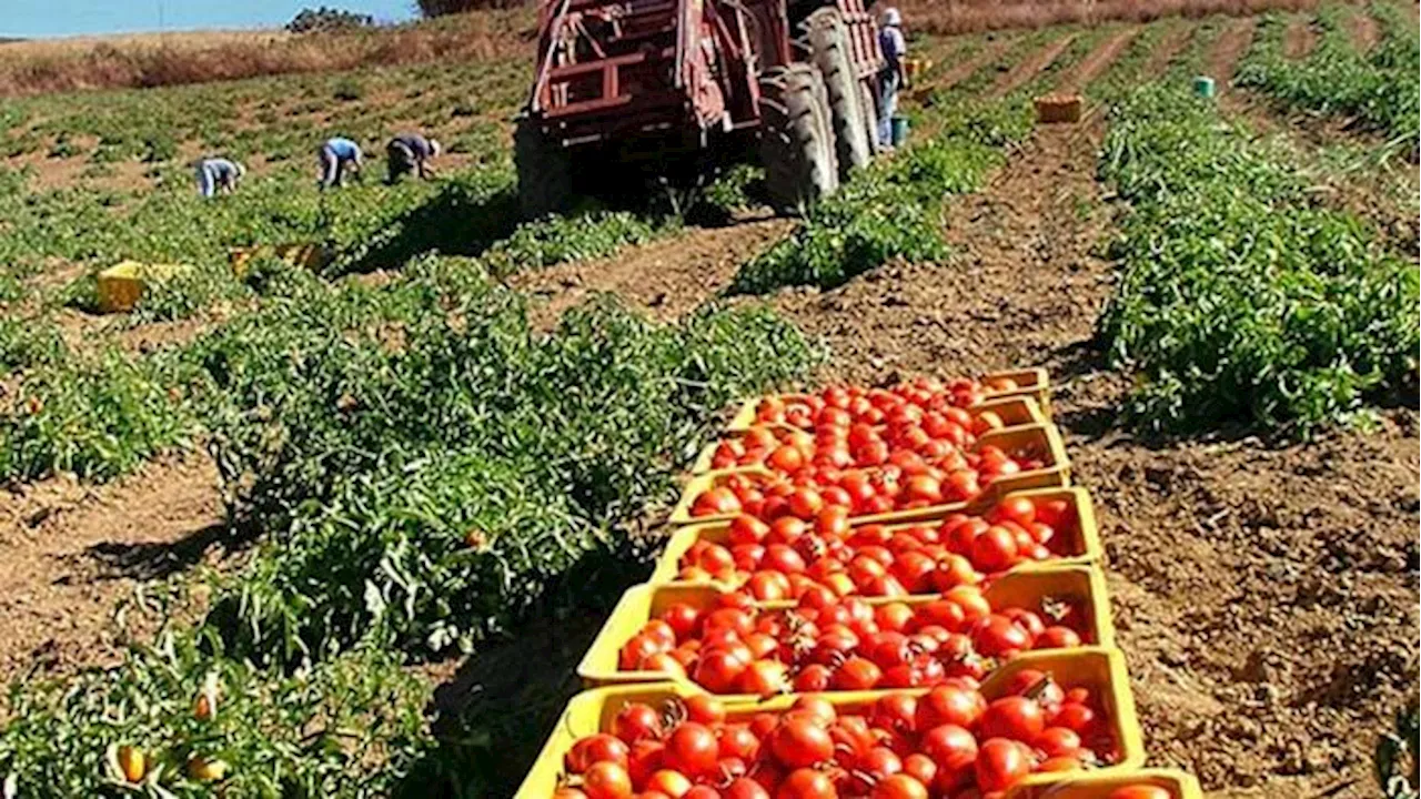 Patto di filiera per il pomodoro Made in Italy, mai più anonimo