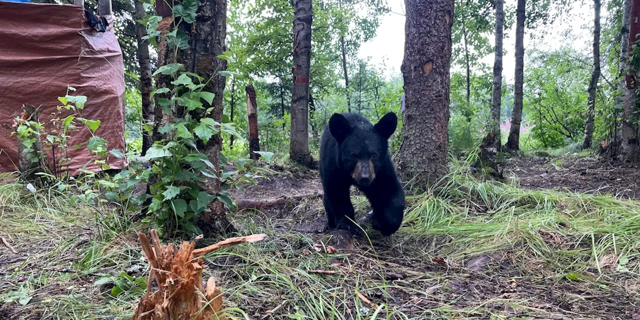 Department of Fish and Game concerned homeless camps are attracting bears