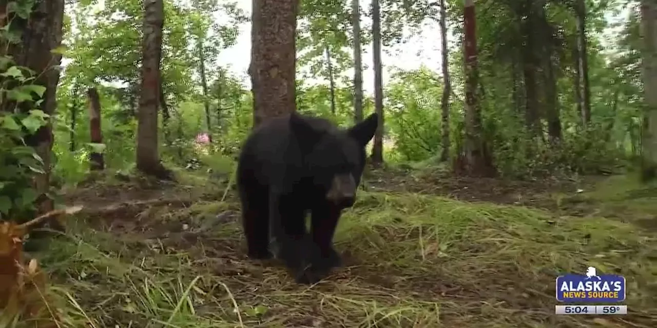 Fish and Game has concerns as homeless camps attract bears