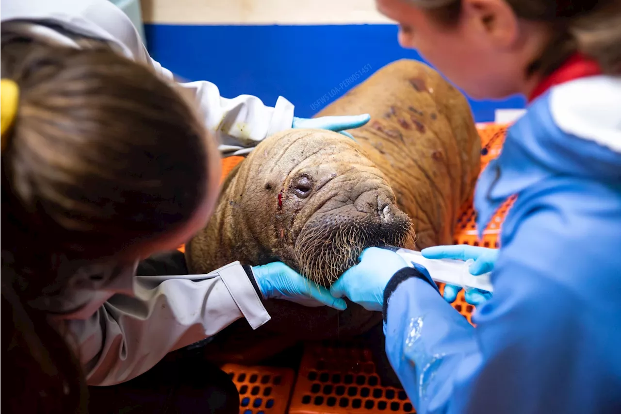 Young walrus rescued in Utqiagvik admitted to Alaska SeaLife Center