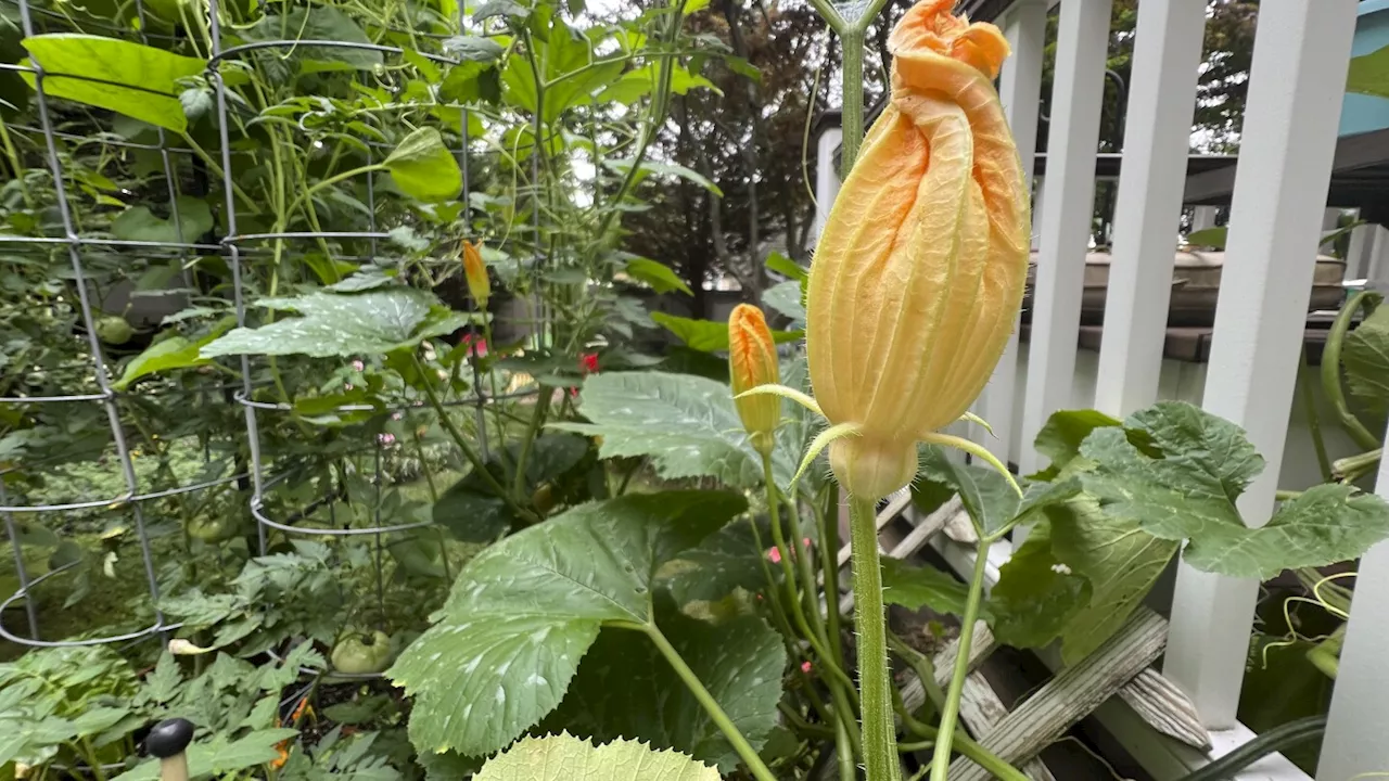 Playing matchmaker for your zucchini, and other tips for a summer garden favorite