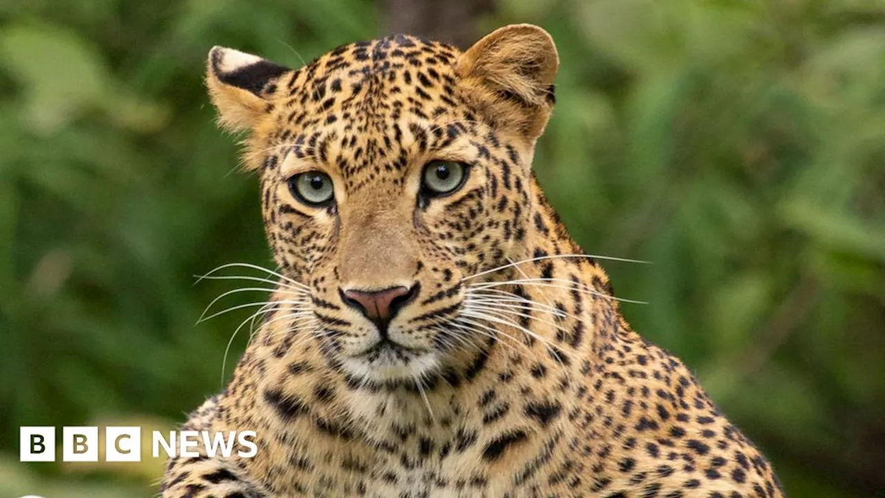 Kruger National Park leopard attacks men at South Africa air force