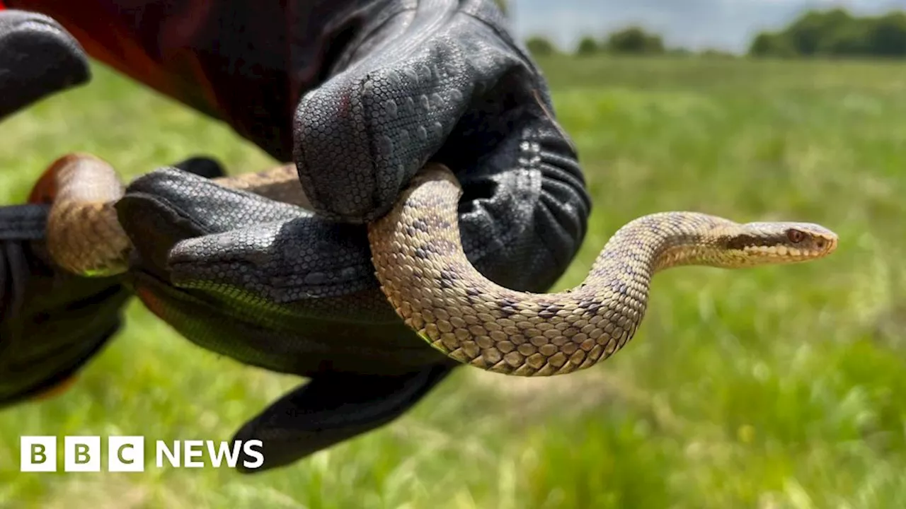 Adder warning issued in Devon after two people bitten