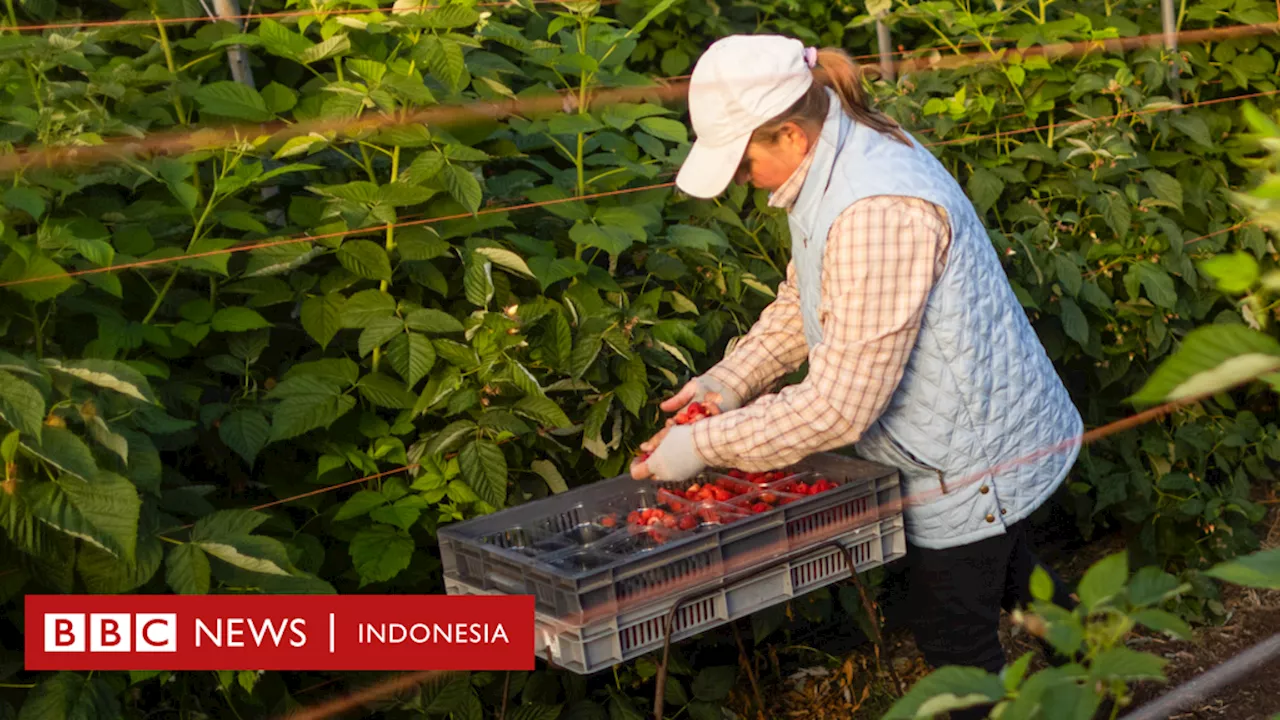 Pekerja migran Indonesia: Nasib calon pekerja pemetik buah musiman Indonesia yang tak kunjung diberangkatkan ke Inggris