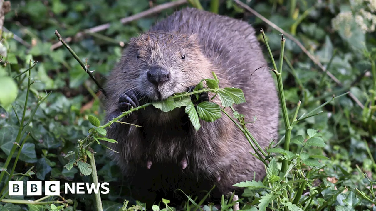 Rushden: 'Bed and board' ready for new beavers