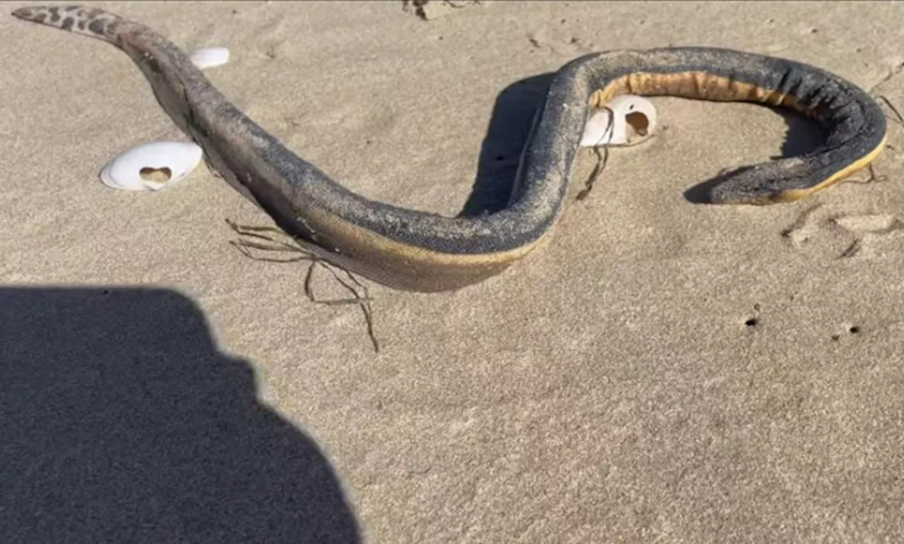 Venomous sea snakes warning issued for Garden Route