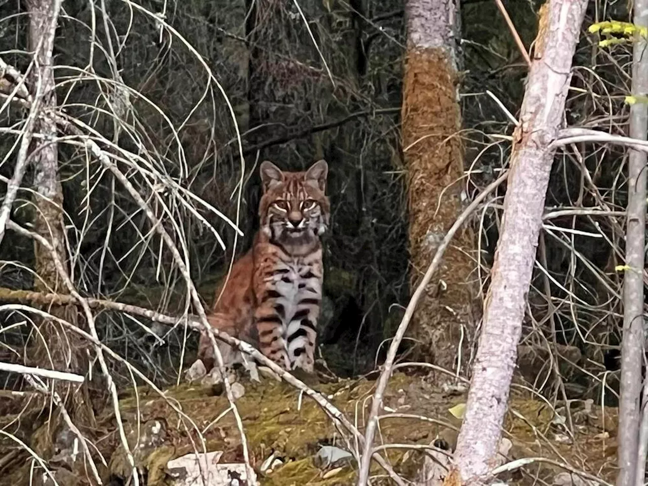 Watch: Curious bobcat on North Vancouver trail among recent big cat sightings