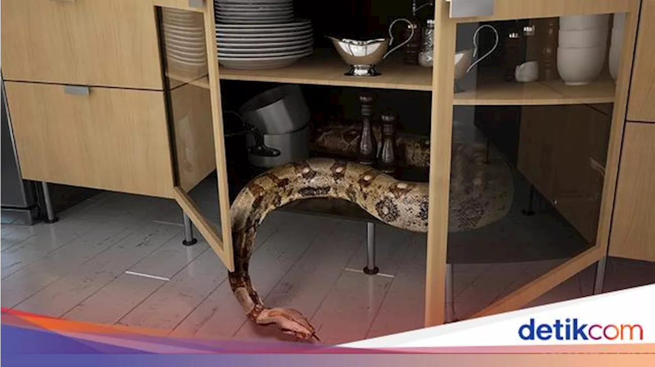 Gara-gara Ini Rumah Kamu Bisa Dimasuki Ular, Begini Cara Hadapinya