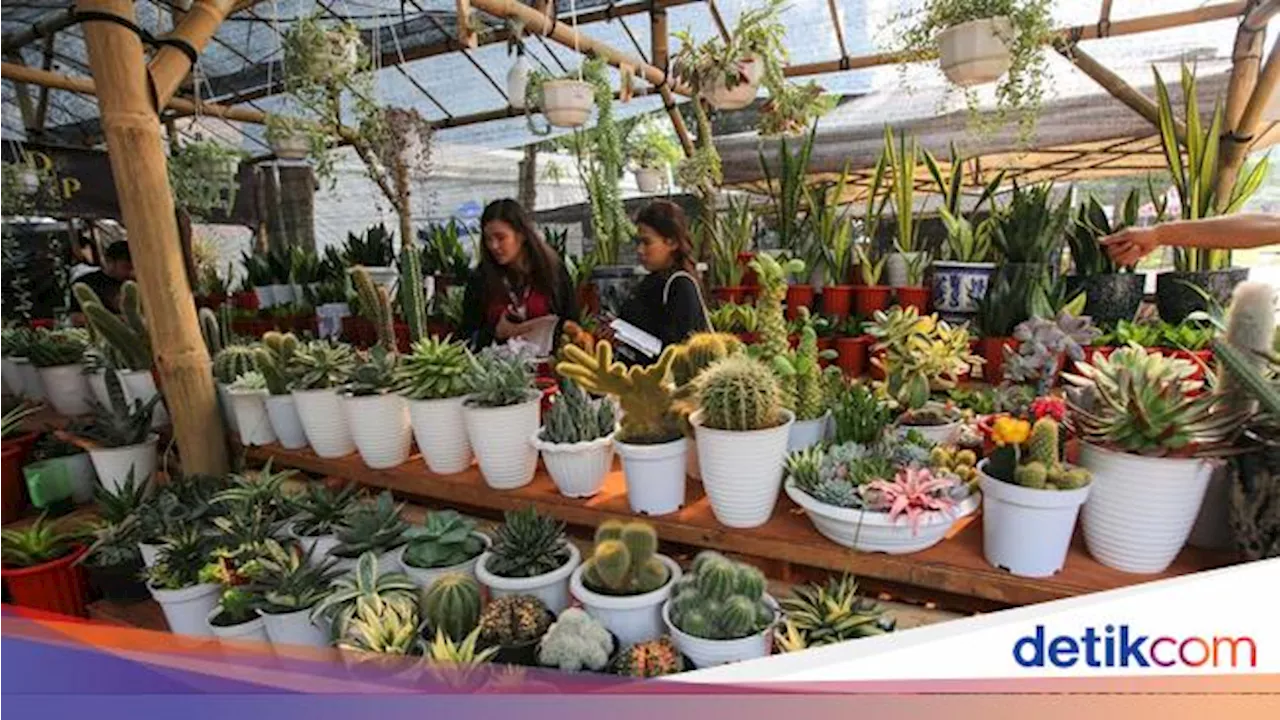 Jangan Sembarangan Pelihara Tanaman, Beda Jenis Beda Cara Siram