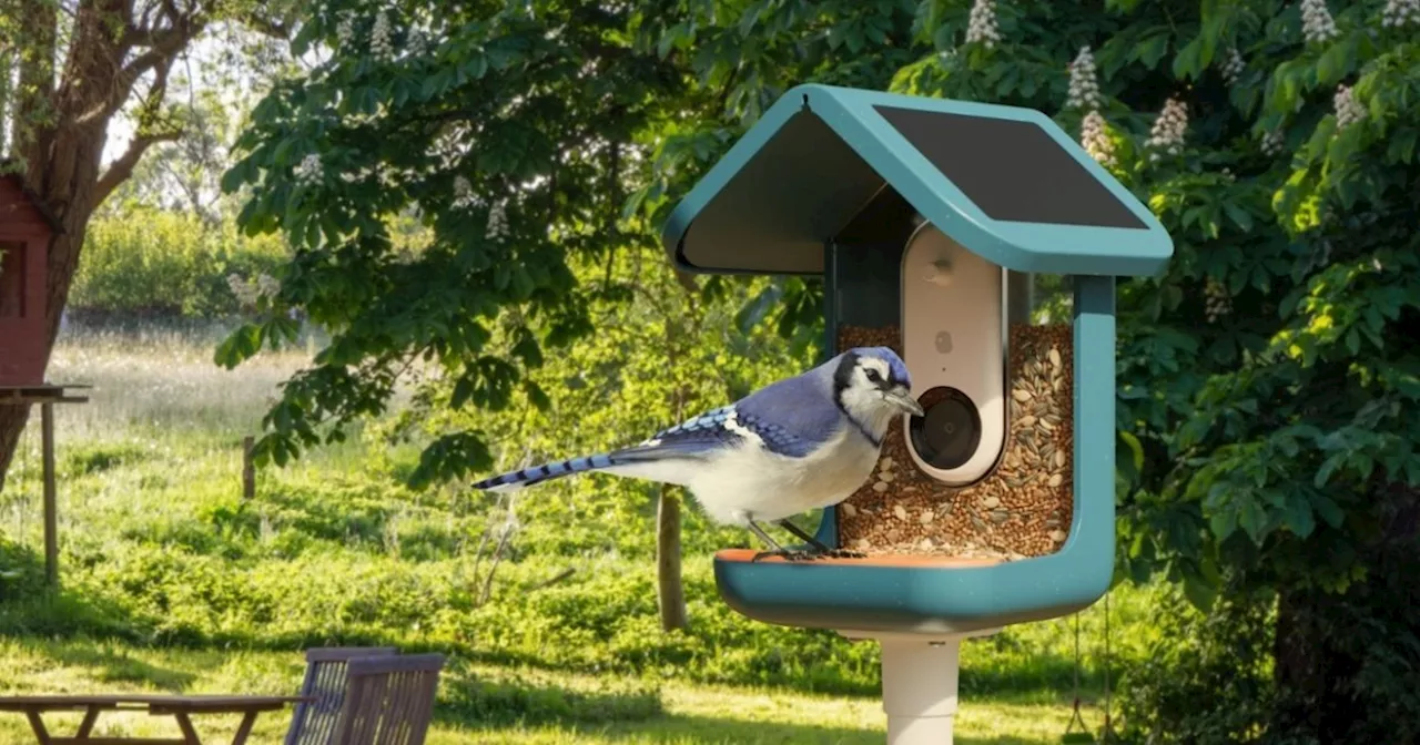 What is a smart bird feeder?