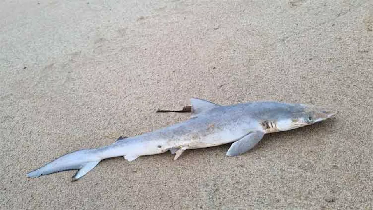 Sharks found near Brazil coast test positive for cocaine