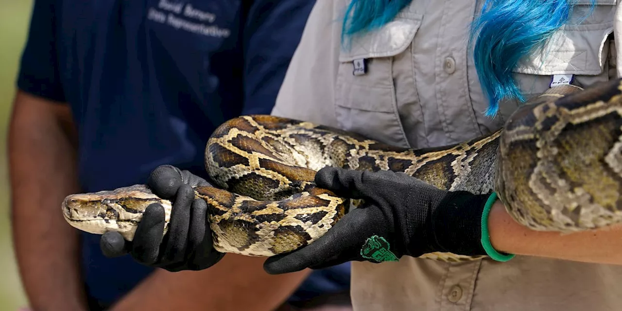 Florida is seeking python hunters