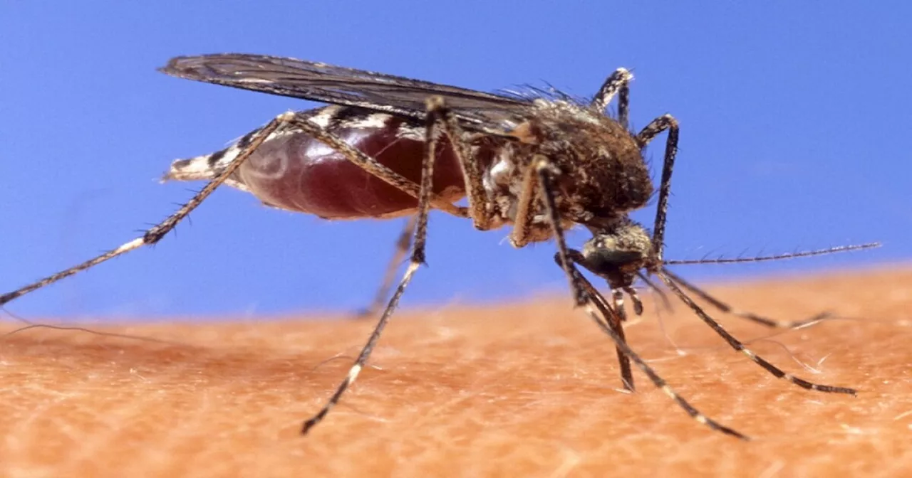 West Nile Virus detections expected to increase in Salt Lake County