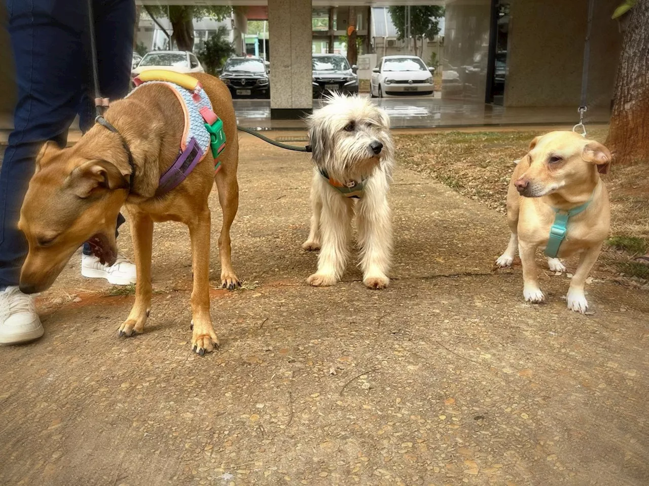 Dia do Vira-lata: veja como estão cães resgatados do RS e levados para o DF