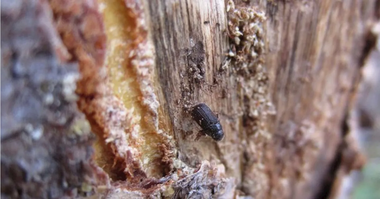 How much did pine beetles stoke conditions for the Jasper wildfire?