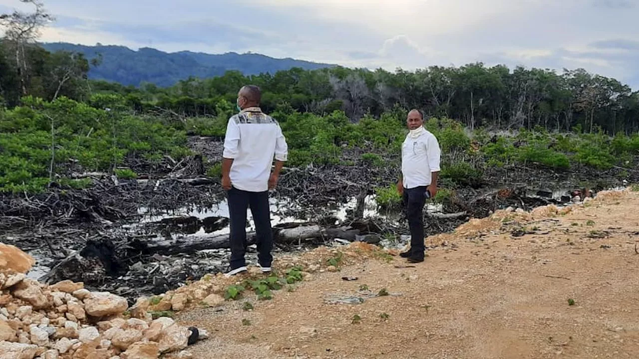 Pembukaan Hutan Mangrove di Jayapura Capai Ratusan Hektar