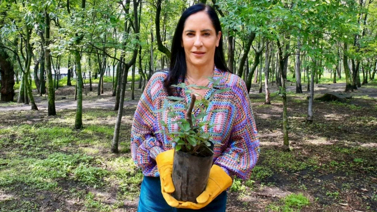 Lía Limón encabeza cuarta jornada de reforestación