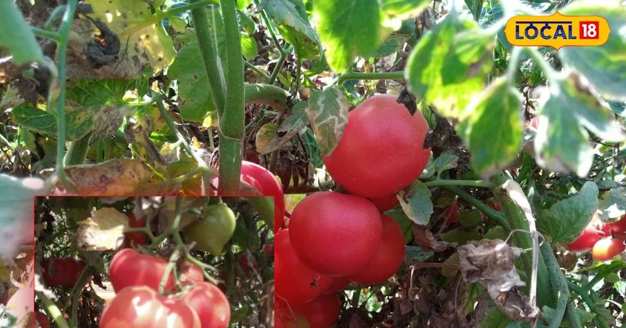 बरसात के मौसम में इस विधि से करें टमाटर की खेती, बिना सड़े होगी फसल की बंपर पैदावार