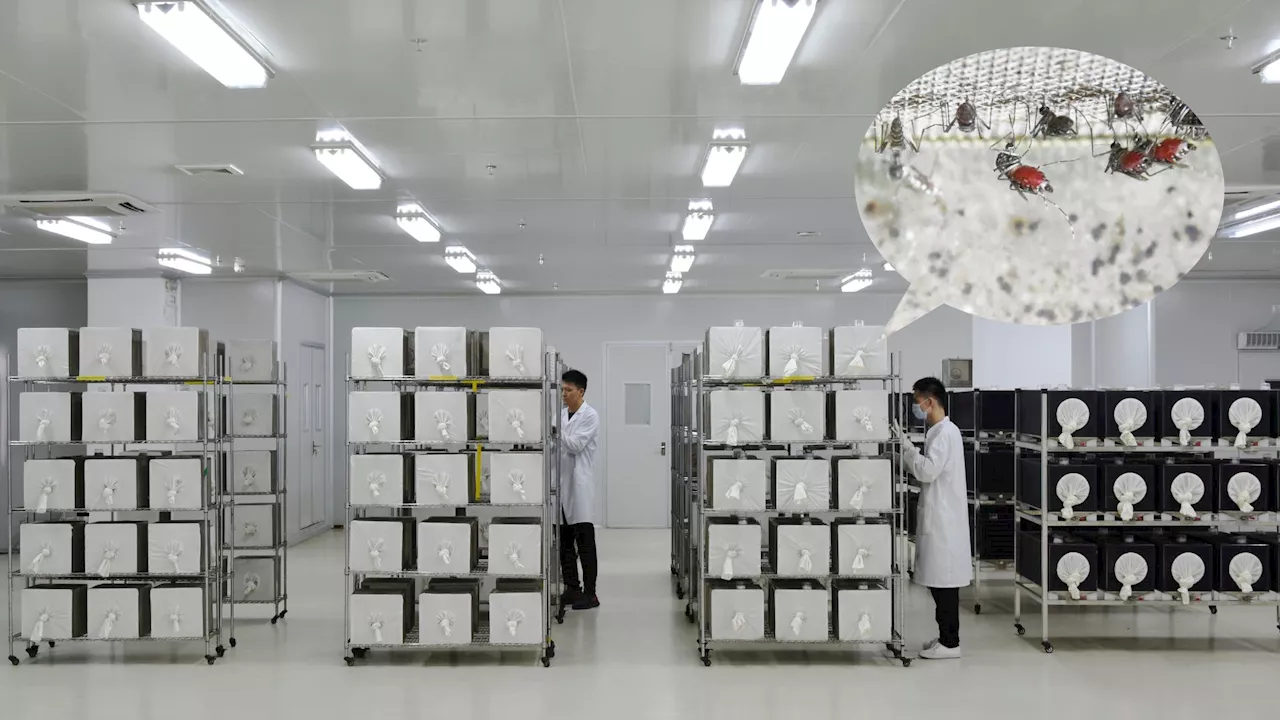 Robot sorts 16 million sterile mosquito soldiers every week to battle spread