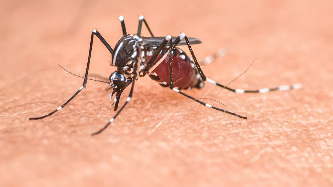 Scientists gene engineer living mosquito repellent from human skin bacteria